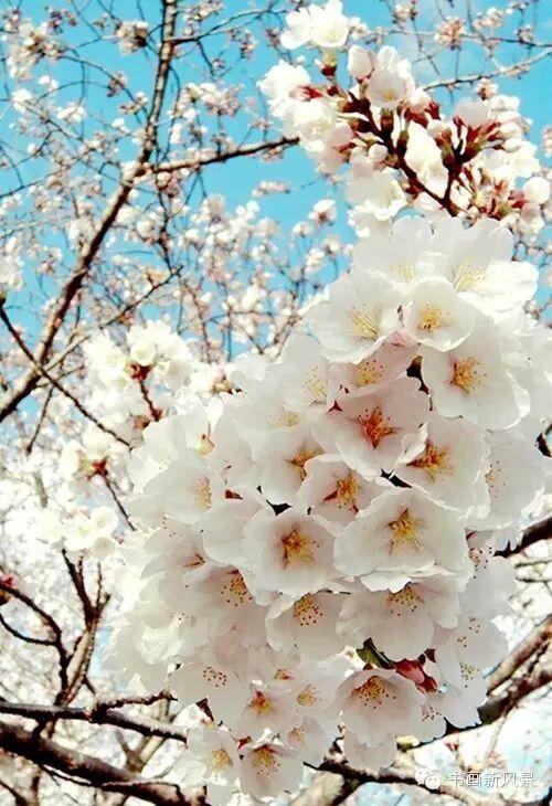 醉是春花烂漫时