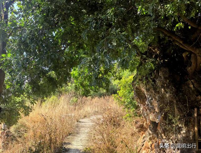 昆明巨石寨：解锁藏在山野的“北欧童话”