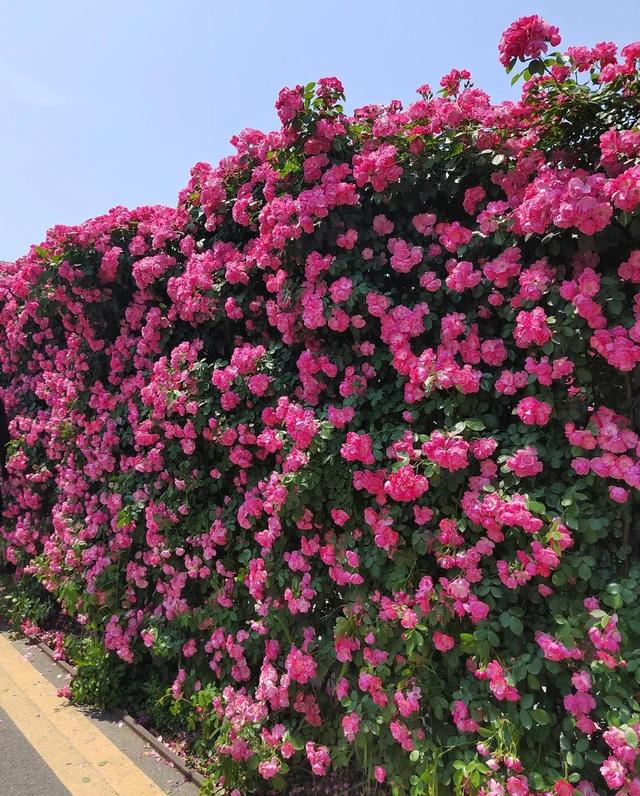 五一出游别遭罪！满城月季开疯了，家门口的浪漫香到上头