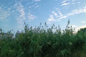 卑己尊人者戒图片