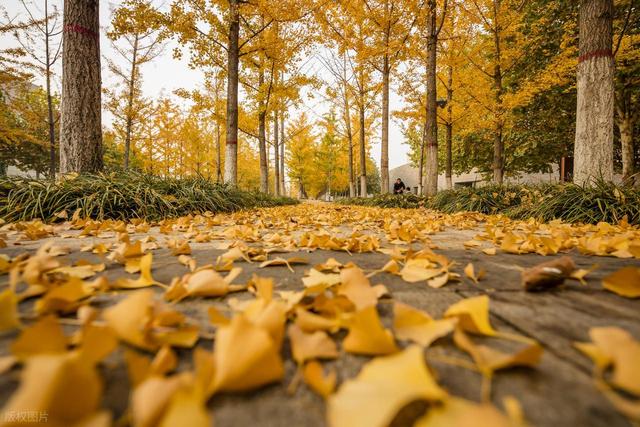 为游客撒落叶 给景区添温情