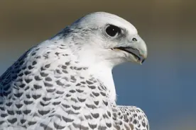 金雕又大又威，为何“万鹰之神”却是海东青？海东青比金雕还猛？图片