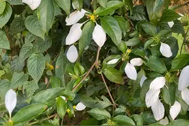 玉叶金花，诗一般的名字，很多人只看到它的美，却忽略了内在价值图片