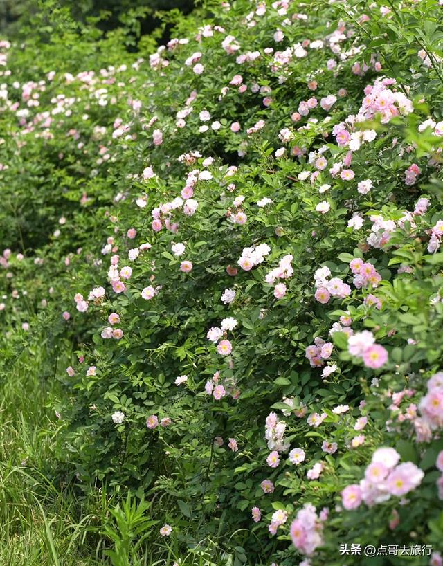 成都蔷薇花开爆了，免费才是最美，花墙瀑布很惊艳，太适合拍照！