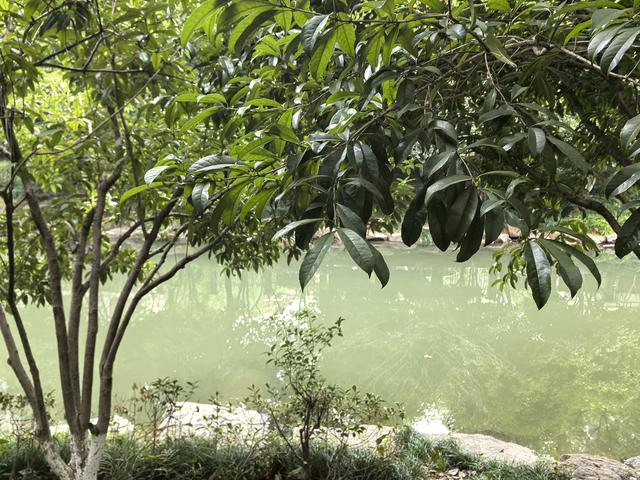 杭州的桂花忘开了