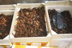每斤20元！“夜宵顶流”小龙虾即将大量上市，“解馋”同时这些细节要注意图片