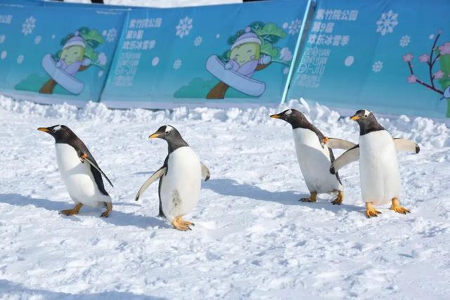 80米超长冰滑梯又双叒来啦！还有企鹅巡游