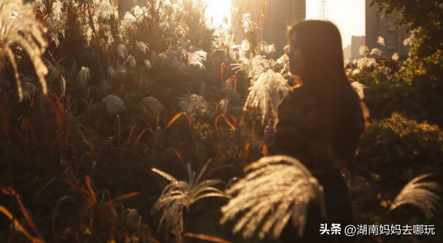 不用去南京，长沙也藏着 “梧桐秘境”！遛娃拍照美到窒息！