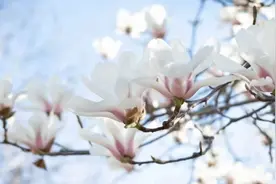 接下来郑州将进入百花齐放! 多个公园将举办花展图片