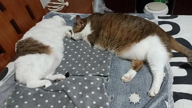 笑死了！主人展示25斤布偶猫引热议，网友：我这19斤的再加加餐？