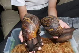 南方地区下雨后出现这种大蜗牛，千万别伸手去摸，严重的话可致死图片