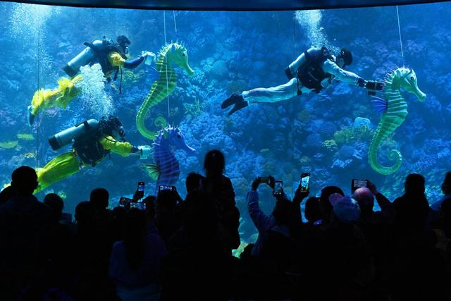 青岛极地海洋公园水下“赛马”贺新春