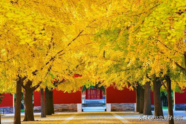 北京秋日Citywalk全攻略｜本周银杏黄金路线追秋指南