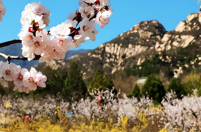 上春山！海淀这座山又到了最美的时候