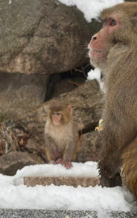 春天又想起来逞能了！今早，大批青岛人憋着想请假：领导，这里突然美得不像话，我能不能去打个卡，晚了怕它化了……