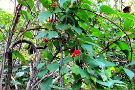 山里人最好的天然炖菜调料——五味子藤子图片