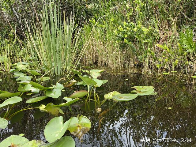 大沼泽地美国国家公园（迈阿密游记三）