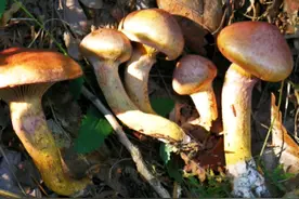 这种蘑菇没有养殖的，纯野生滋补健康的秘密武器，鲜美的红松蘑图片