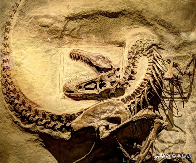 恐龙为何仰天长啸？解密亿年谜团	，30只蜥蜴尸体揭开死亡姿态真相