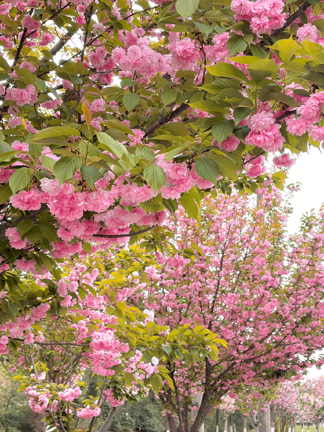 刷屏了！德阳这条“樱花大道”限时返场！路过的全都要刹一脚