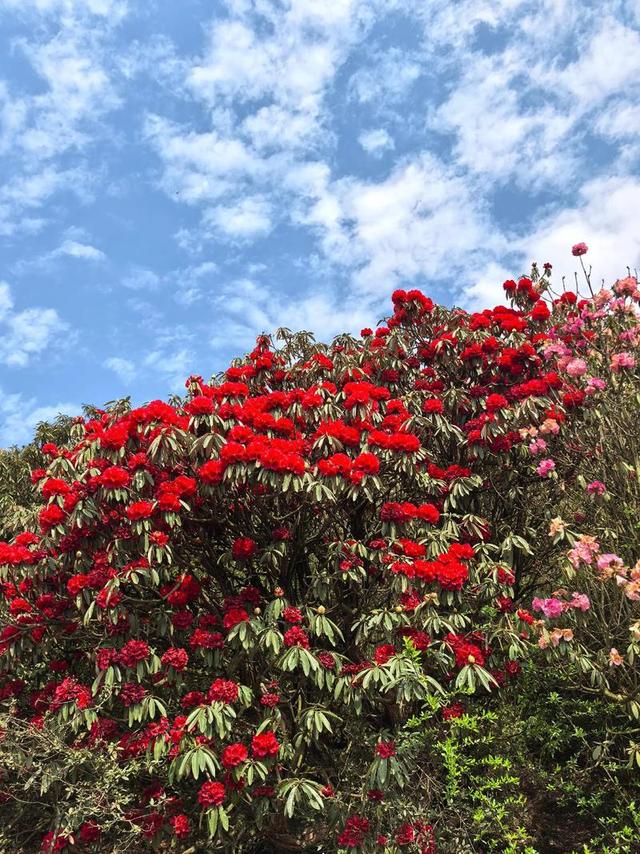 4月中下旬最后的花期，这6个地方还能赶上春天的尾巴