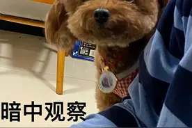 泰迪犬“褪色”的5大原因，看完再也不担心图片