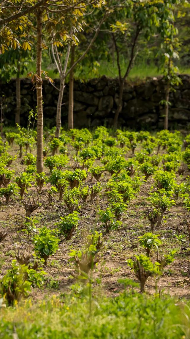 清明避世指南|去秦岭深处的留坝,过3天神仙日子!