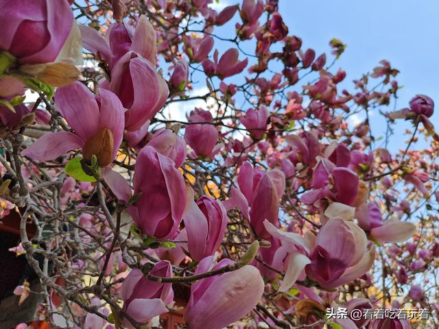 北京公园赏花记