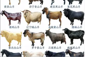 中国历史十大名羊，快来看看你都吃过吗？图片