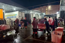 东海开渔梭子蟹受青睐，今年价格更加亲民→图片