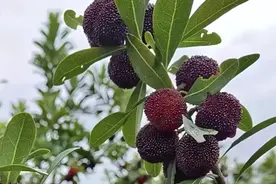 洗杨梅时，有人用水冲，有人用淀粉？果农：都不对！教你正确方法图片