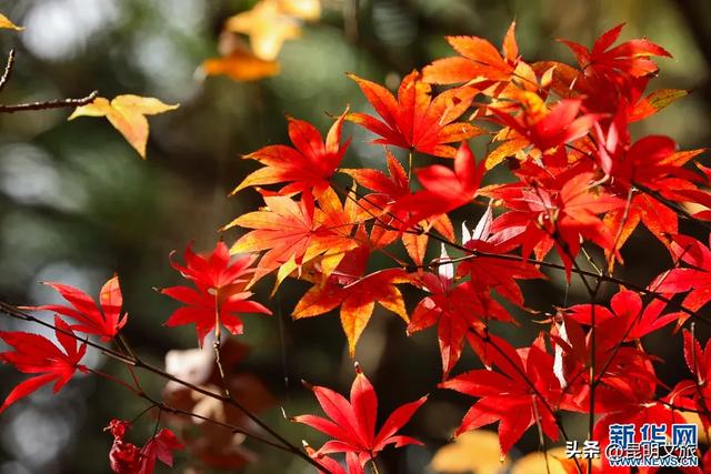 美上央媒!昆明红了!走走走,打卡最美枫景去,超全攻略速收藏→