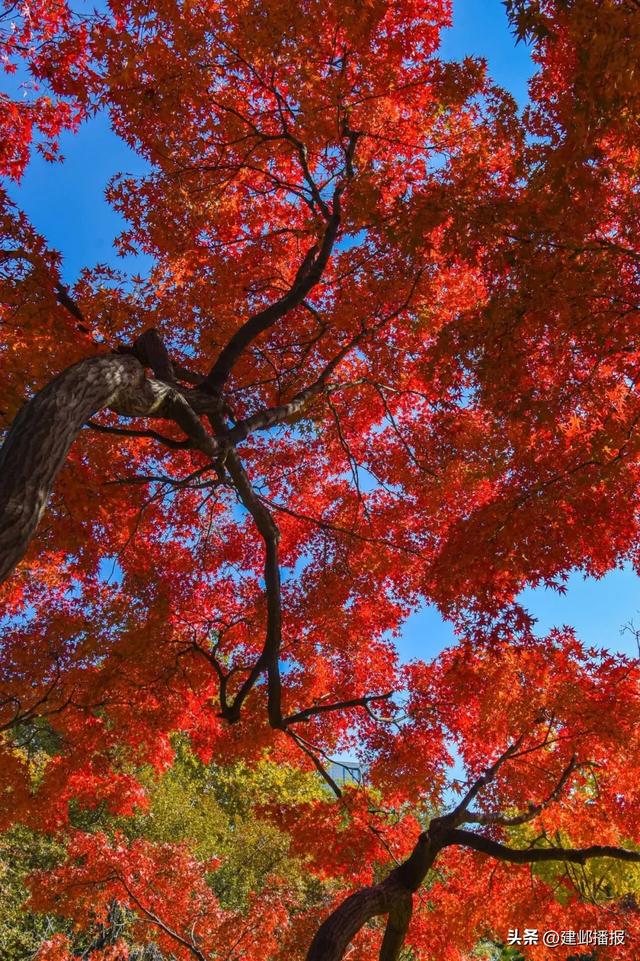 建邺5大封神赏景地,错过再等一年