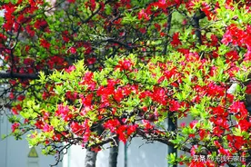 石家庄：繁花盛放 浪漫满城图片