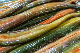 鳝鱼的一生：前半生当妈，后半生当爸， 鳝鱼的“快乐”你想象不到图片