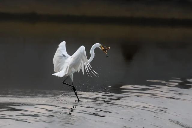 观鸟季来啦！在西安赴一场与候鸟的约会