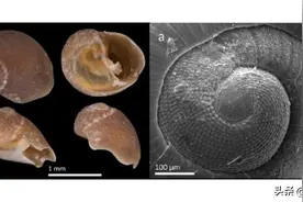 云南抚仙湖发现中国特有淡水螺新科图片