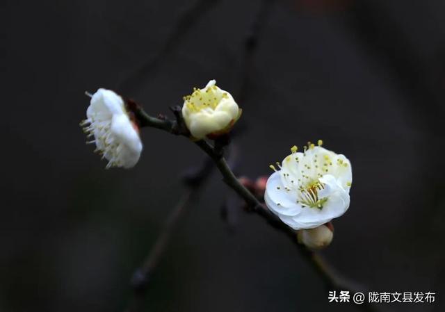 冬日“梅”景，真美！