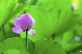 佛法如何被叫做“不二法门”，领悟“不二”，则所有佛法一通百通图片