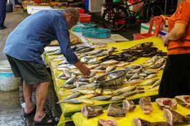 春季买鱼，这5种全是野生海鱼，不能人工养殖，肉质鲜美营养极高图片