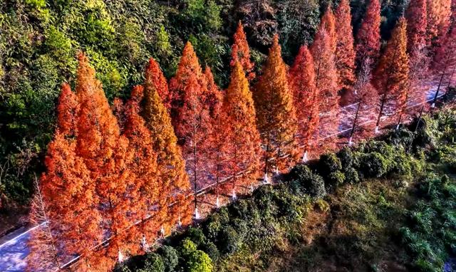 桂林临桂区：水杉着“红妆”扮靓公路