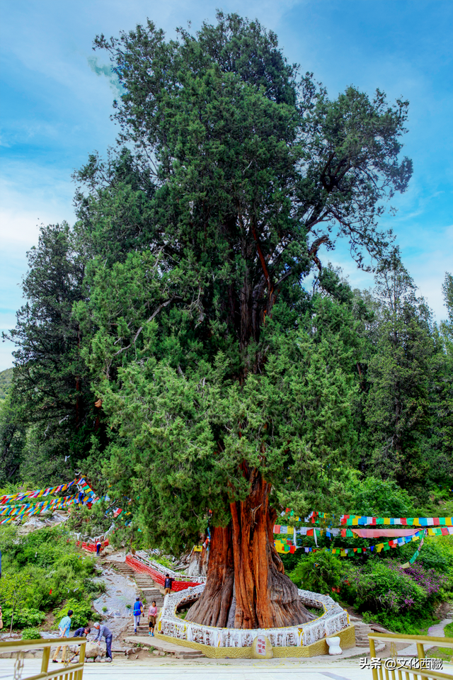 “冬游西藏”限时福利！林芝A级景区免门票啦！完整名单速领→