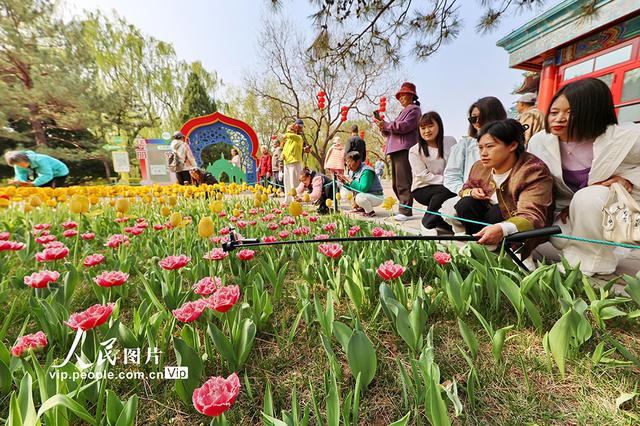 北京：中山公园郁金香绽放