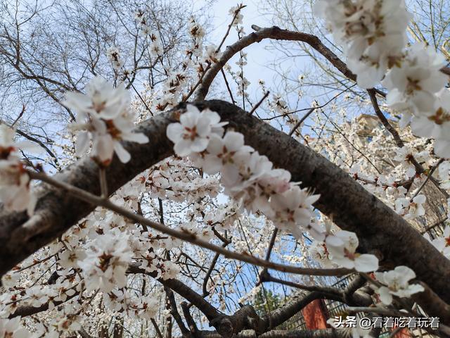 北京公园赏花记