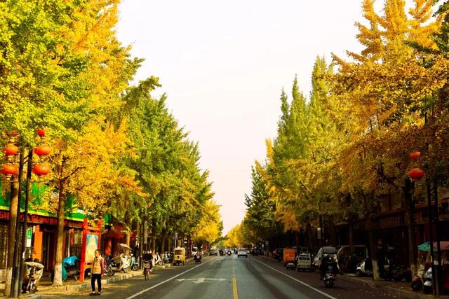 满城“金甲”醉秋风