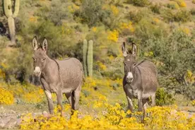 奇怪了，驴肉价比牛肉贵两、三倍，养驴人为何越来越少呢？图片