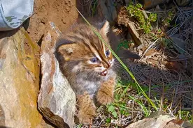 重磅策划·三山里的精灵⑤ | 寻“隐者”不遇——罗山豹猫追踪记图片