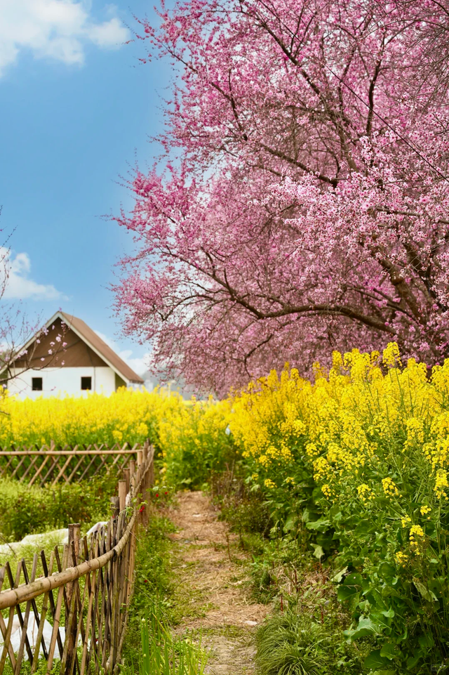 成都1h春游宝藏地，小众景美0元玩一天，百花齐放超美，快收藏！