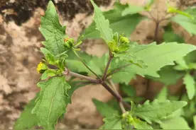 奇臭如猪莶，老人叫它“风湿草”，过去用来喂猪，如今很多人在找图片