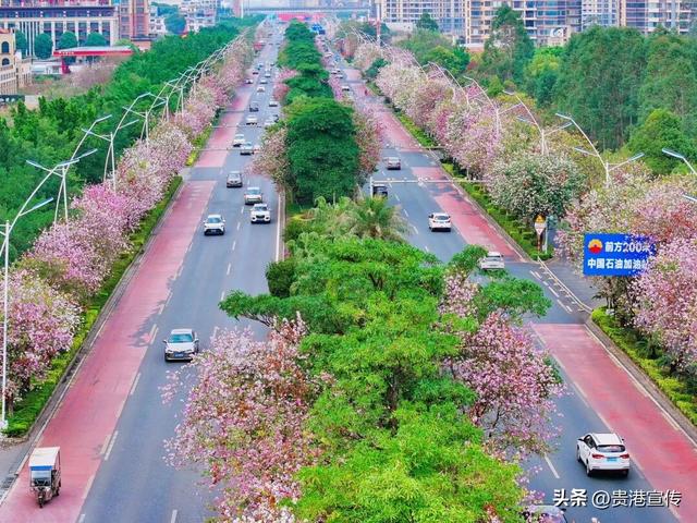 被美到了！贵港紫荆花开，春日限定浪漫已上线